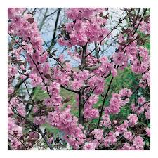 Image result for Prunus × blireana