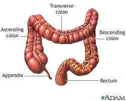 The intestine is a muscular tube which extends from the lower end of your stomach to your anus, the lower opening of the ileum is where most of the nutrients from your food are absorbed before emptying into the large intestine. The Large Intestine Medlineplus Medical Encyclopedia Image