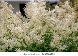 Image result for Persicaria madagascariensis