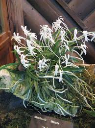 Image result for Angraecopsis amaniensis