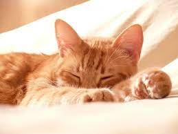 Gato Mascota Dormido Relax Compania 1702221742 Why Do Cats Purr Cats Cat Lovers
