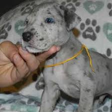 The great dane, also known as the german mastiff or deutsche dogge, is a breed of dog from germany. Great Dane Puppies For Sale In Texas Craigslist Petsidi