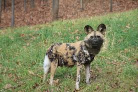 Painted dogs are endangered and are considered the most persecuted large carnivore in africa, according to the zoo. African Painted Dog Binder Park Zoo