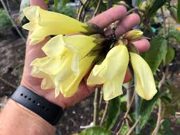 Image result for Tecomanthe dendrophila