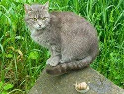 Kaffeesatz Gegen Katzen Schnecken Einsetzen So Klappt S