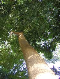 Image result for Copaifera