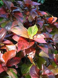 Image result for Acalypha welwitschiana