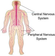 The central nervous system or cns include the brain and spinal cord. Advice Peripheral Nerve Injuries Physio Comes To You