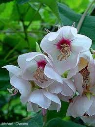 Image result for Dombeya burgessiae