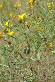 Image result for Crotalaria podocarpa