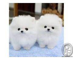 Pomeranian Puppy For Sale In Mumbai Maharashtra India In Pet Animals And Accessories Category Under Budget 120 Cute Animals Pomeranian Puppy Teacup Cute Dogs