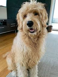 The goldendoodle is a family oriented dog like that of the golden retriever providing it is over 25 pounds in genetic body weight. Pin On Arizona Goldendoodles