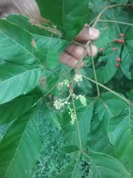 Image result for Allophylus africanus