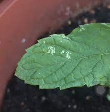 In our guide, you can learn more about tomato plant problems and how you can fix powdery mildew. Tiny White Spots Appearing On Mint Leaf Gardening Landscaping Stack Exchange
