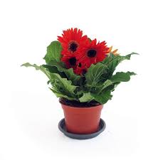 Gerbera, uno dei fiori più diffusi e apprezzate da chi ama la natura anche esteticamente bella. Gerbera Vaso 14cm Ilportavasi