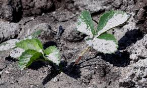Other then that i love my fire pit. How To Use Wood Ash As Fertiliser For Your Garden Gardening Advice The Guardian