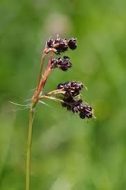 Image result for Luzula multiflora