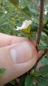 Image result for Sida spinosa