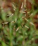 Image result for Eragrostis patentipilosa