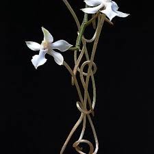 Image result for Aerangis kotschyana