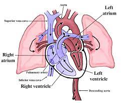 Physiology Tutorial The Human Heart Lung Anatomy Human Anatomy And Physiology Mcat Motivation