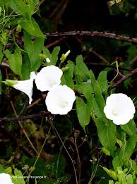 Image result for Convolvulus arvensis