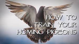 Homing Pigeons - Teach Your Birds Come Home! - Youtube