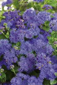 Ageratum Doesn T Have To Be Tricky To Grow Fairy Garden Flowers Plants Rabbit Resistant Plants