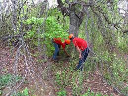 Near the top of the plant, branches should be spaced approximately 2 inches apart. Pruning