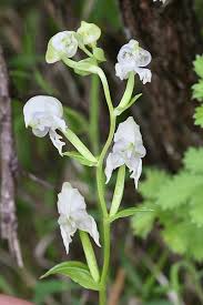 Image result for Disperis sp. nov. aff. macowanii