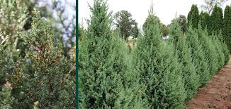 Soil & site, harvesting & using the berries. Star Power Juniper Knowledgebase Johnson S Nursery