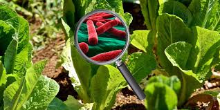 A foodborne outbreak occurs whenever two or more people get sick from the same contaminated food or beverage. Foodborne Illness Outbreaks Kuzmich Law