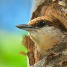 November Bird Of The Month Vote For The 2016 Backyard Photo Contest Birds Butterfly Photos Beautiful Birds