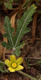 Image result for Acanthosicyos