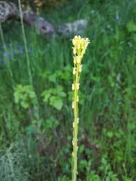 Image result for Turritis glabra