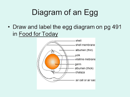 They can take part in a voluntary certification. Important Facts About Eggs Ppt Video Online Download