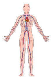 Label the blood vessel human bio. Lesson Explainer Circulatory Pathways Nagwa