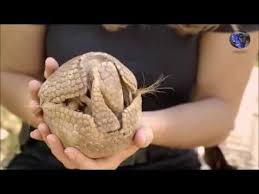 Zirhli Hayvan Armadillo Tatu Hayvan
