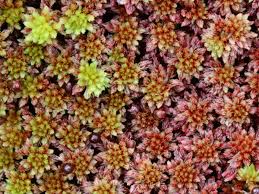 Image result for Sphedamnocarpus