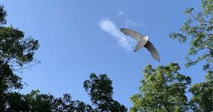 Check spelling or type a new query. Chimney Sweep Bird Issues Full Service Chimney