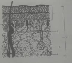 This skin diagram lists all the important parts of human skin, including the dermis, epidermis, hypodermis, sweat pore, hair shaft, pigment layer, nerve fiber, dermal papilla and others. Given Below Is Vertical Section Of Human Skin Name The Parts On Numbers From 1 To 5 The Main Function Brainly In