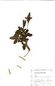 Image result for Crossandra greenstockii