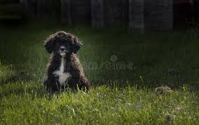 Características o cão d'água português é um cachorro de tamanho médio, cujo peso costuma ficar entre os 16 e 27 quilos e altura na cernelha é proporcional ao peso, variando entre 43 e 47 centímetros. Cao De Agua Portugues De Brown Foto De Stock Imagem De Marrom Portuguese 90830310