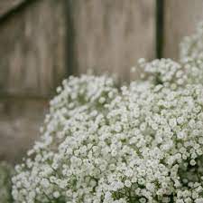 Gypsophila Paniculata Baby S Breath White Easy To Grow Bulbs