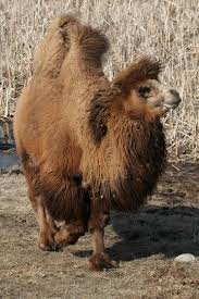 Camels have many adaptations that allow them to live successfully in desert conditions. Camels And Kids