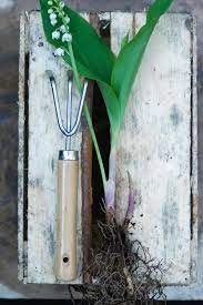 Our company supplies flower bulbs to businesses and individuals. How To Grow Lilies Of The Valley Hgtv