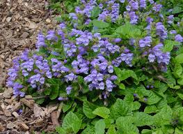 Image result for Nesaea cordata