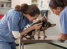 Most veterinarians work 50 or more hours a week, however, about a fifth worked 40 hours. A Day In The Life Of A Veterinarian