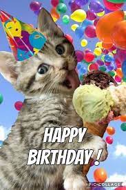Funny Cat Memes Pictures Happy Birthday Funny Cats Cat Birthday Wishes Happy Birthday Cat