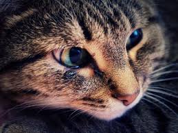 Your new cat's natural curiosity could get him into. Pin On Animals